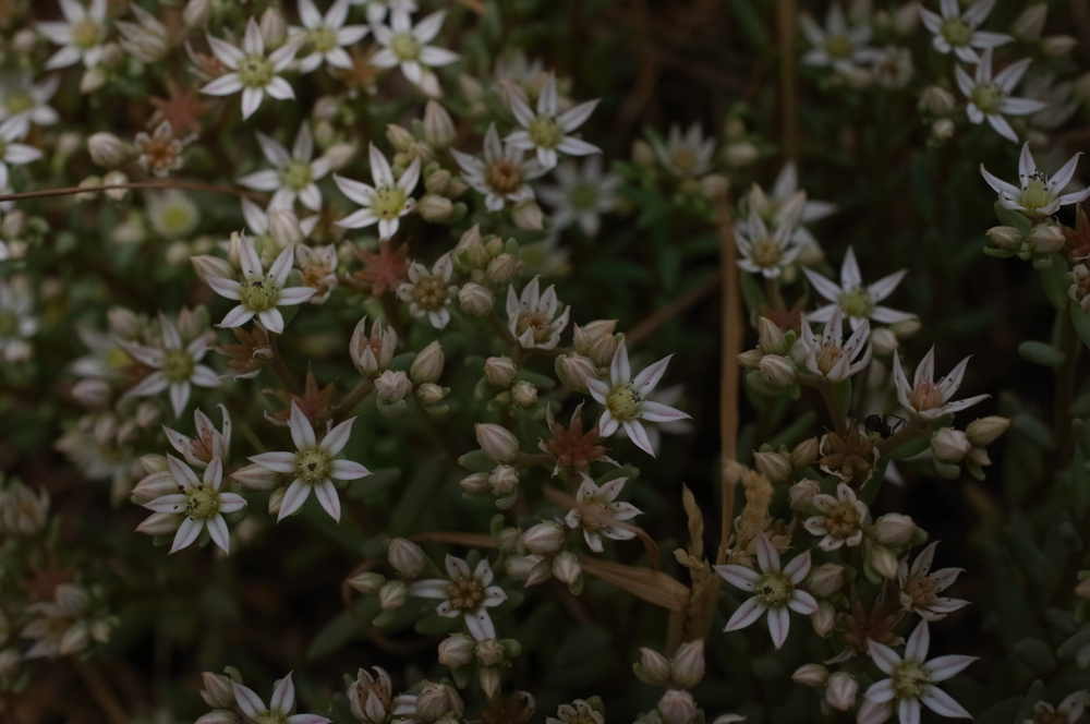 f:id:elmikamino:20130616104657j:image:w500