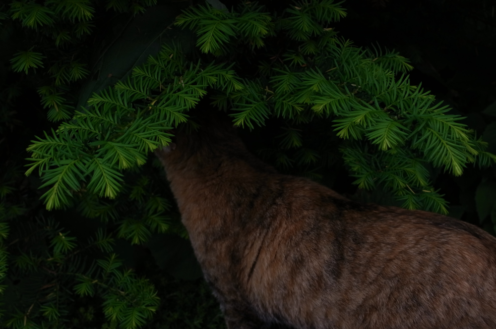 f:id:elmikamino:20130616105238j:image:w500