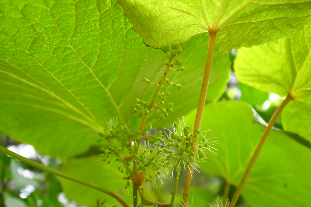 f:id:elmikamino:20130617083821j:image:w500