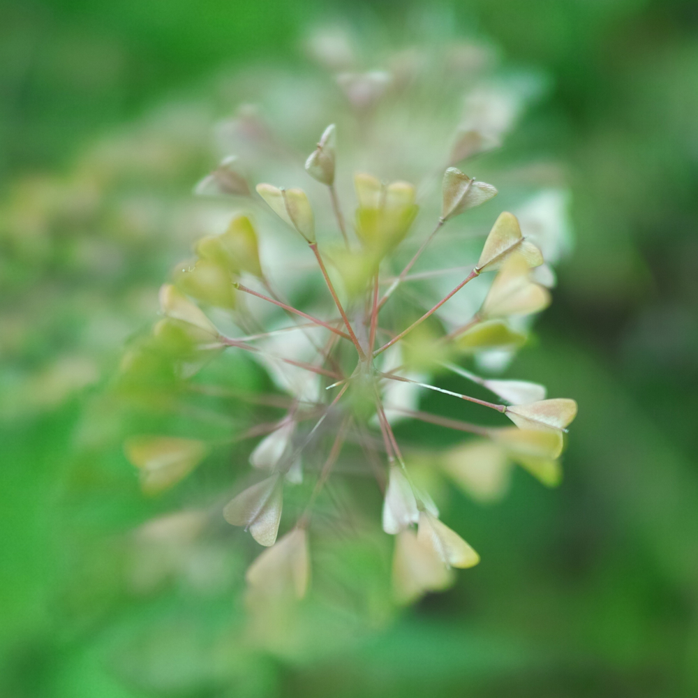 f:id:elmikamino:20130620101719j:image:w400