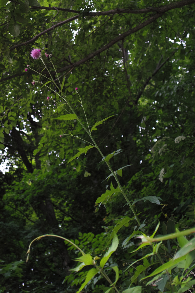 f:id:elmikamino:20130620103750j:image:h500