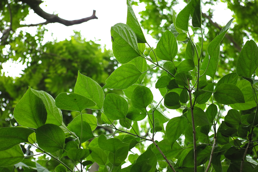 f:id:elmikamino:20130620104550j:image:w500