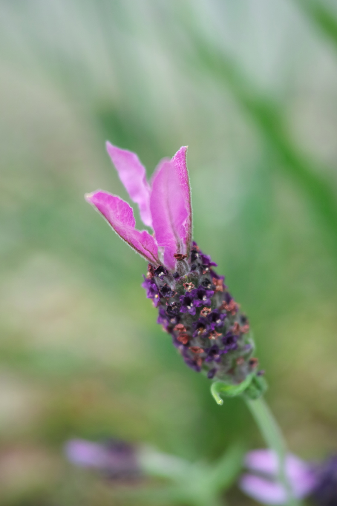 f:id:elmikamino:20130620104808j:image:h500