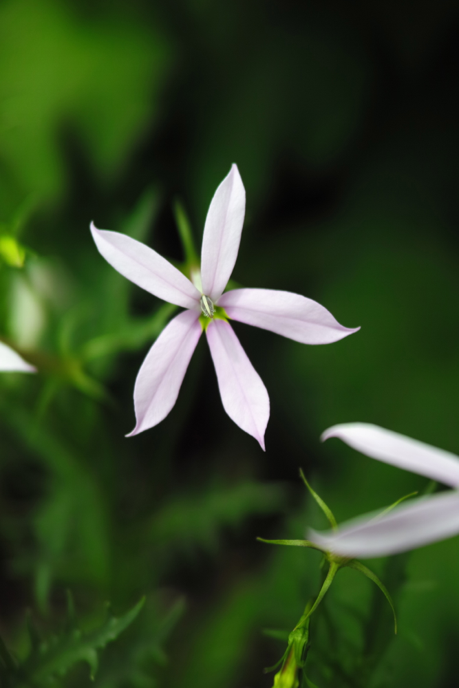 f:id:elmikamino:20130620104939j:image:h500