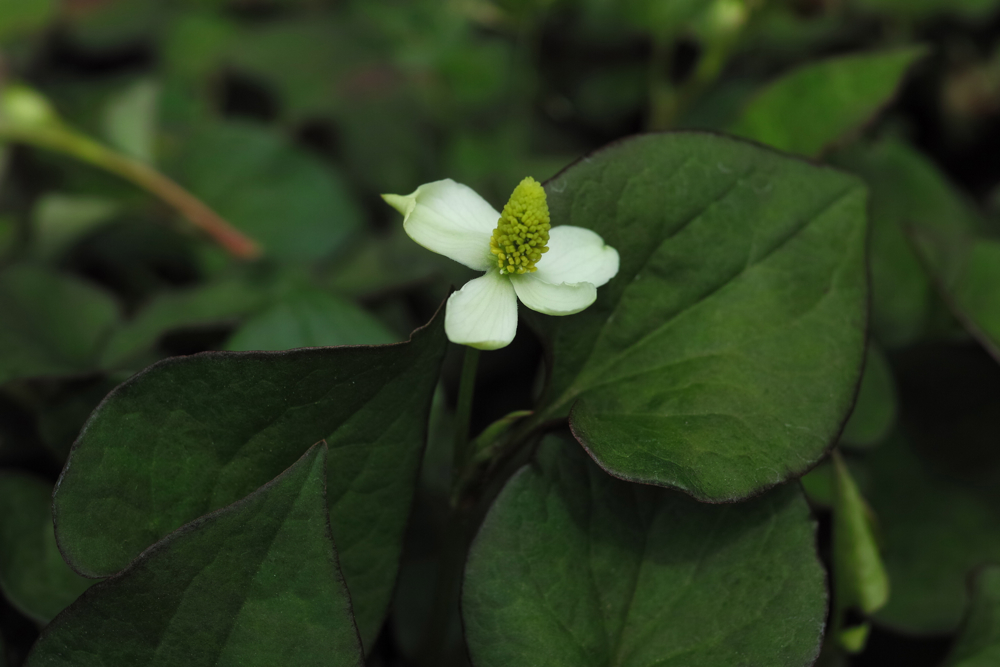 f:id:elmikamino:20130620105834j:image:w500