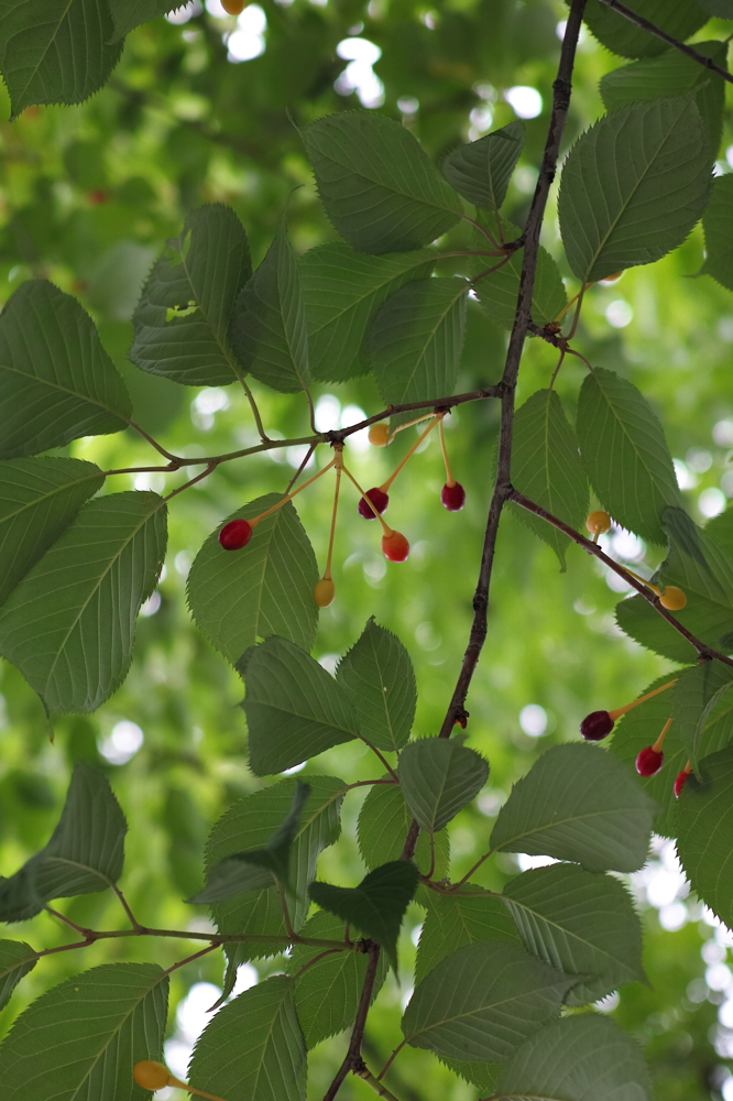 f:id:elmikamino:20130620110940j:image:h500