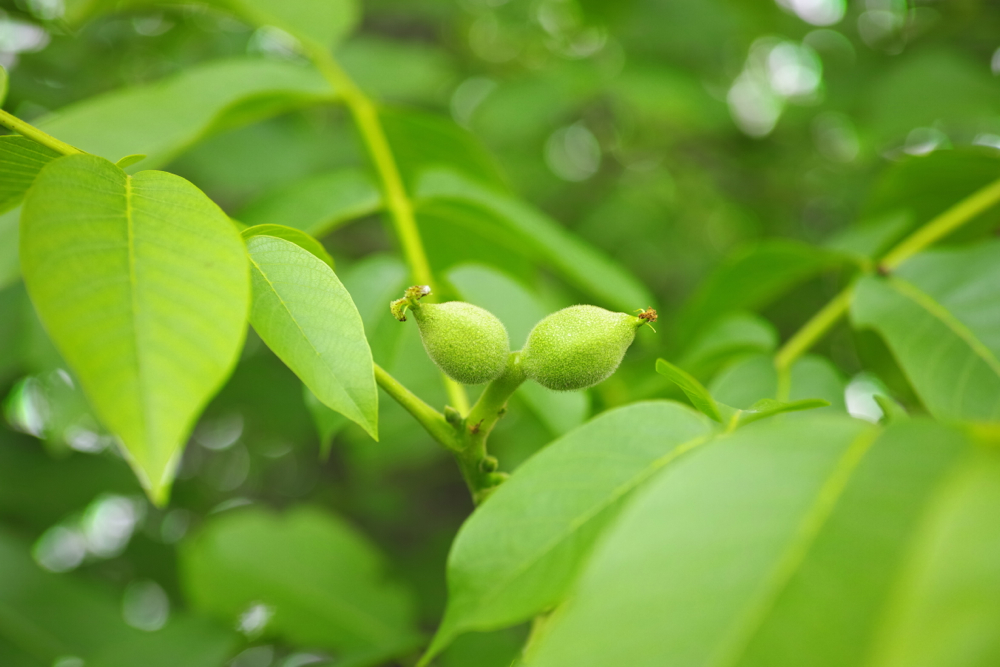 f:id:elmikamino:20130620111100j:image:w500