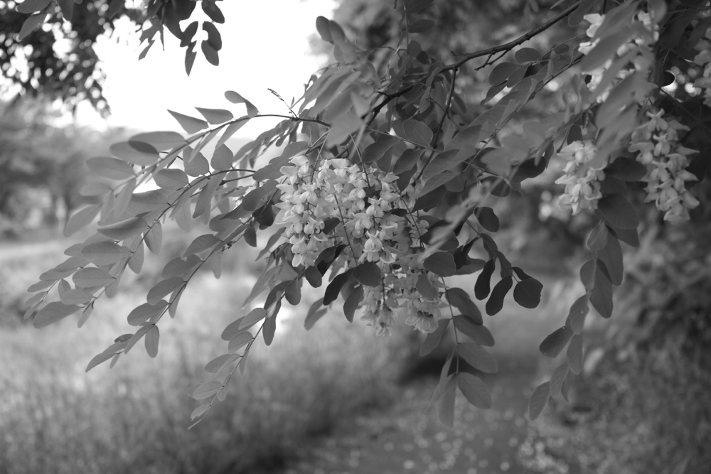 f:id:elmikamino:20130620112016j:image:w500