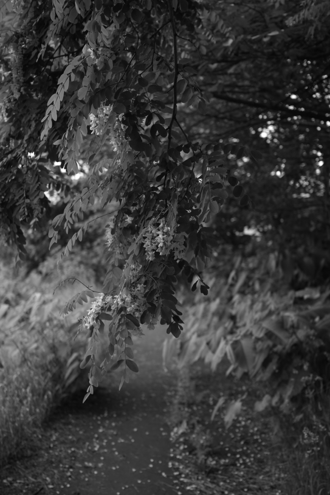 f:id:elmikamino:20130620112057j:image:h500