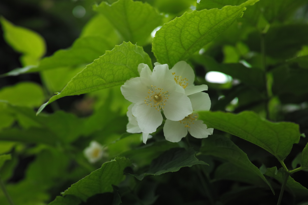 f:id:elmikamino:20130620114041j:image:w500