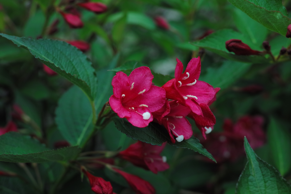 f:id:elmikamino:20130620114845j:image:w500