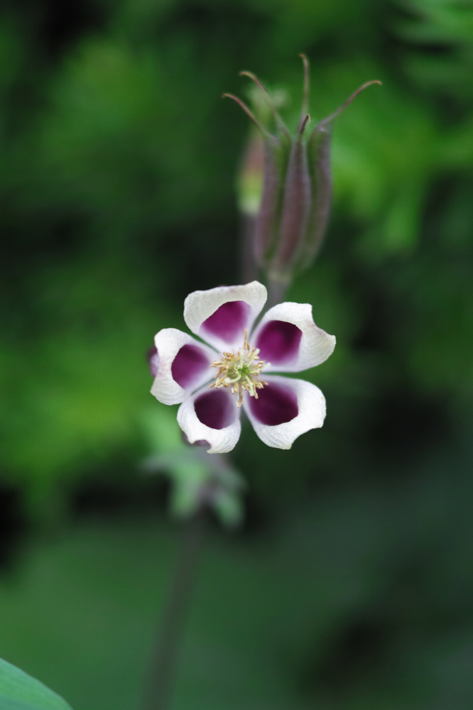 f:id:elmikamino:20130620115021j:image:h500
