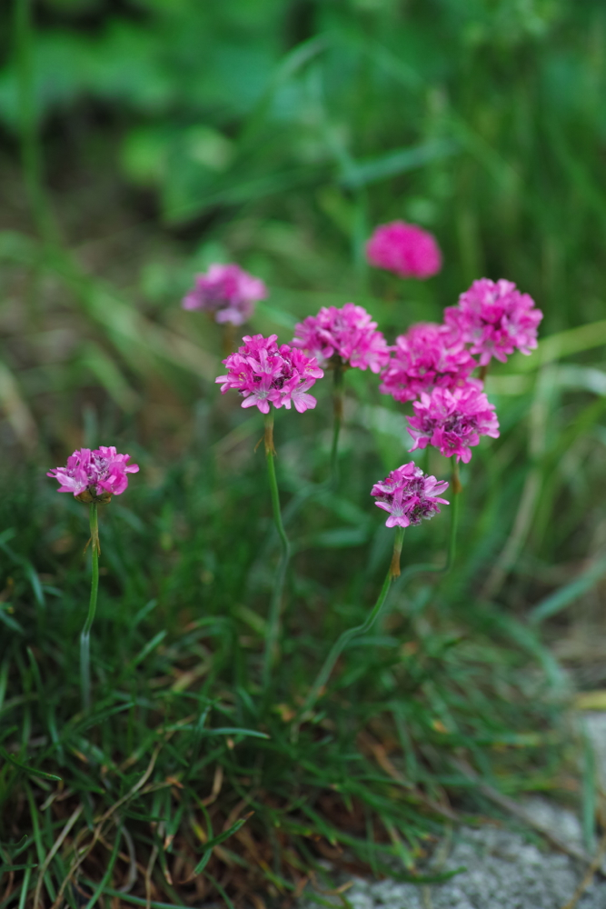 f:id:elmikamino:20130620120111j:image:h500