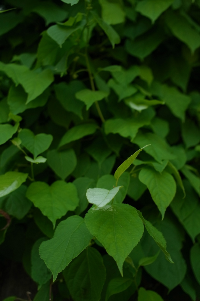 f:id:elmikamino:20130623103222j:image:h500