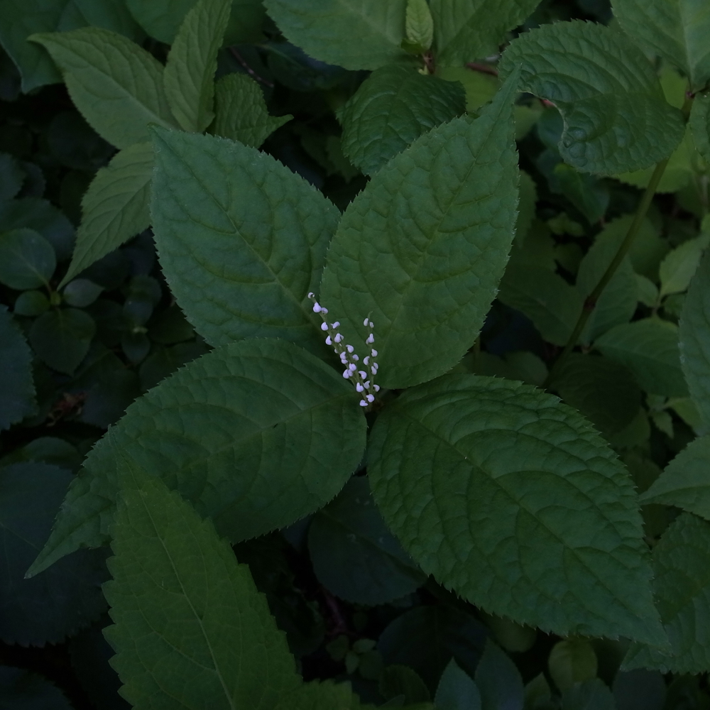 f:id:elmikamino:20130624110802j:image:w333