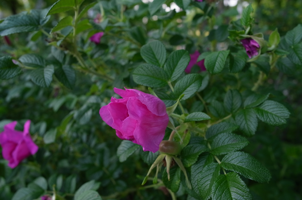 f:id:elmikamino:20130624171010j:image:w500