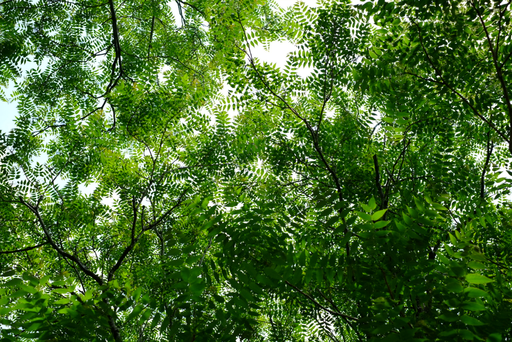 f:id:elmikamino:20130625103455j:image:w500 f:id:elmikamino:20130625103455j:image:w500