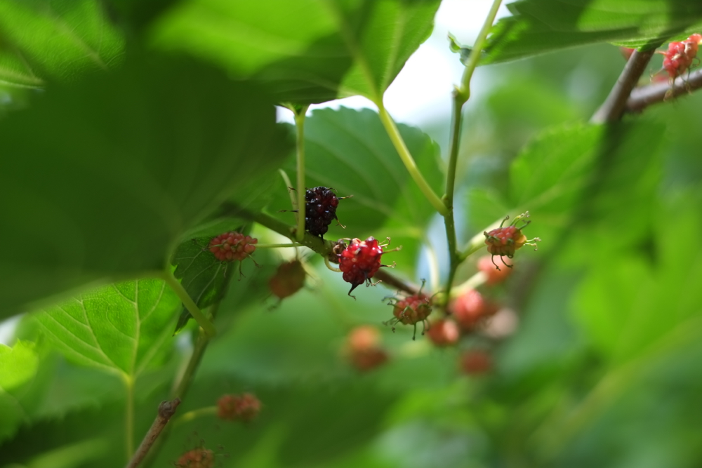 f:id:elmikamino:20130625103827j:image:w500 f:id:elmikamino:20130625103827j:image:w500
