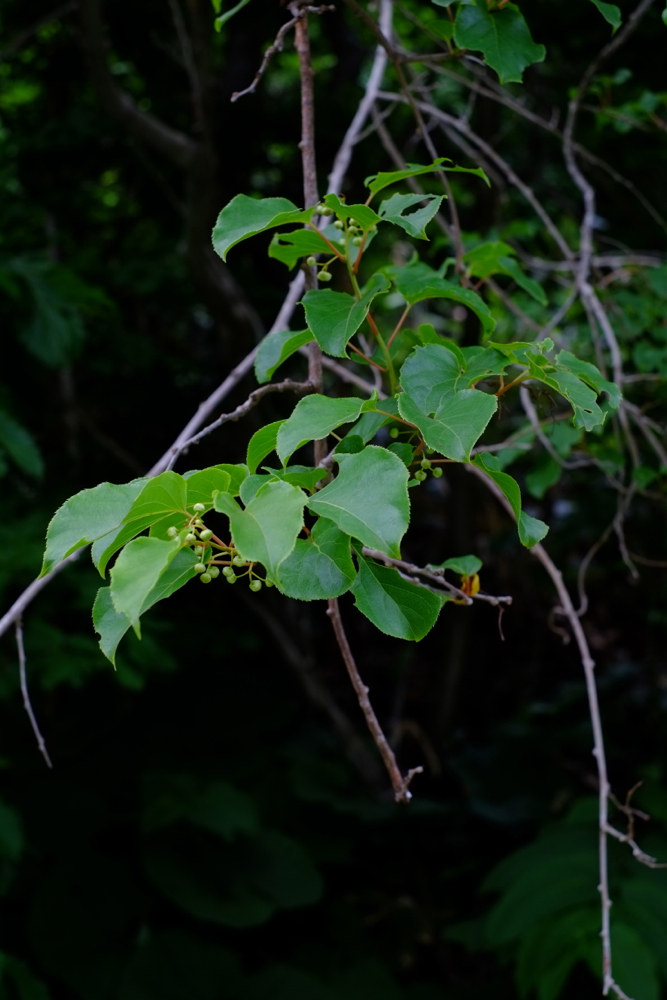 f:id:elmikamino:20130625105106j:image:h500 f:id:elmikamino:20130625105106j:image:h500