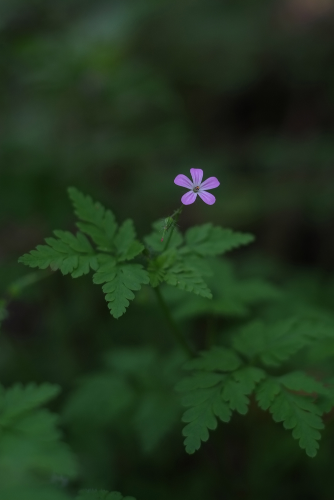 f:id:elmikamino:20130625111446j:image:h500 f:id:elmikamino:20130625111446j:image:h500