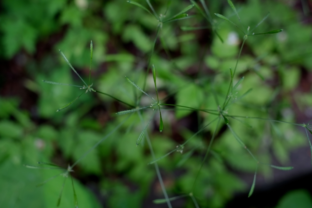 f:id:elmikamino:20130625111647j:image:w500 f:id:elmikamino:20130625111647j:image:w500