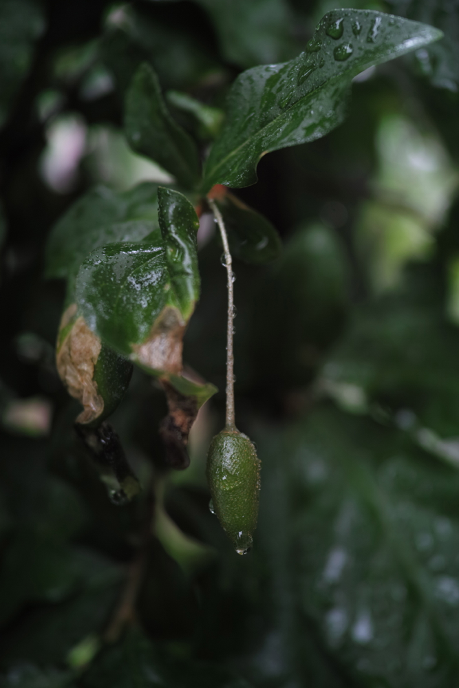 f:id:elmikamino:20130627105147j:image:h500