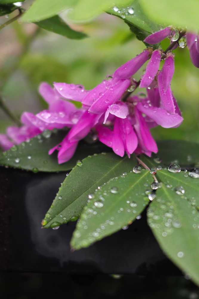 f:id:elmikamino:20130627110300j:image:h500