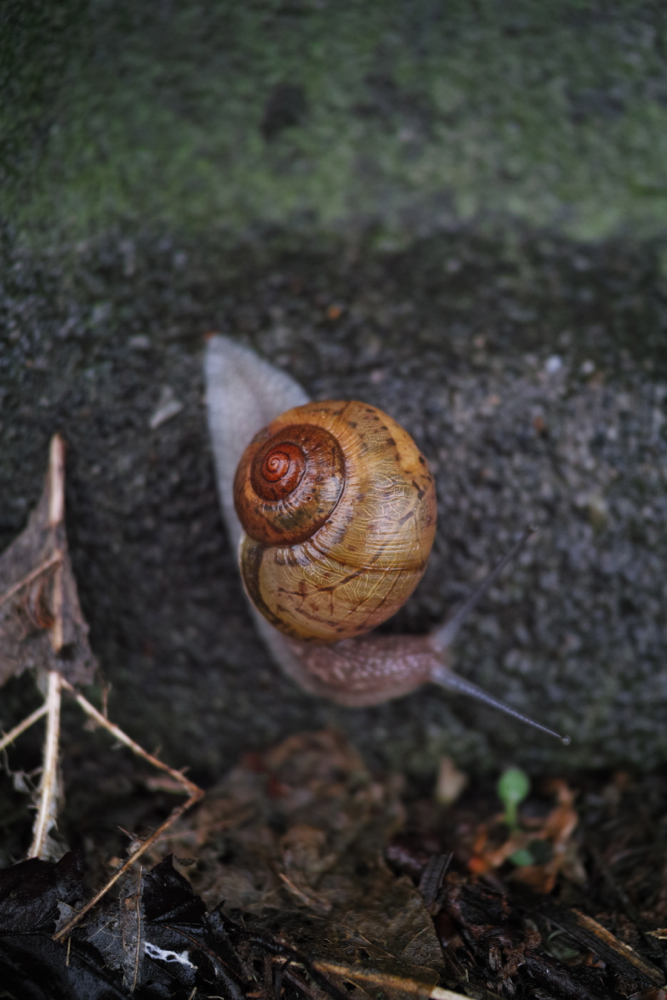 f:id:elmikamino:20130627110854j:image:h500