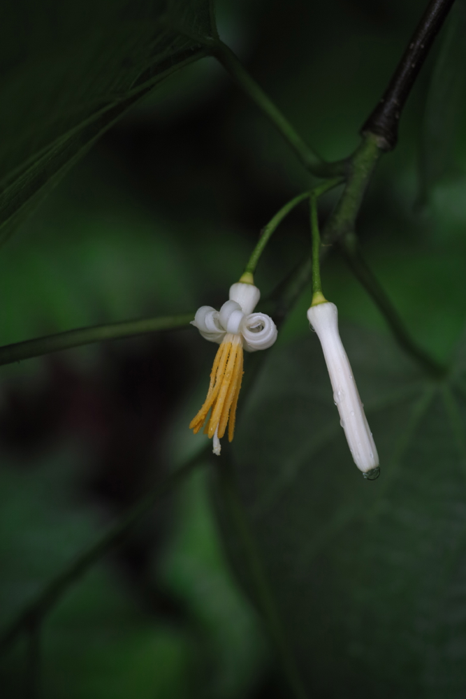 f:id:elmikamino:20130627111848j:image:h500