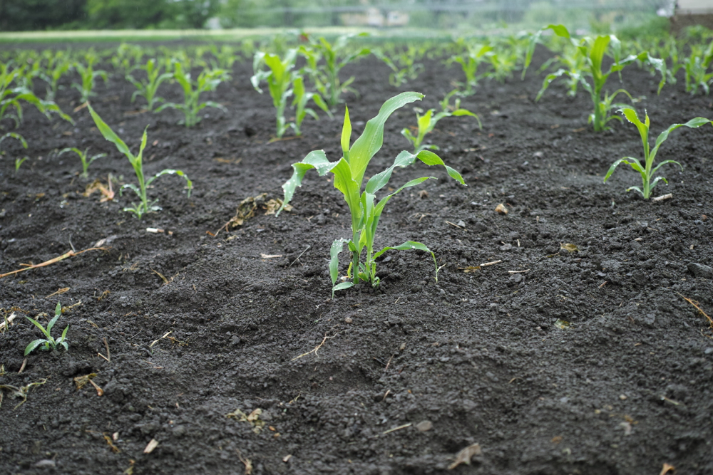 f:id:elmikamino:20130627112707j:image:w500