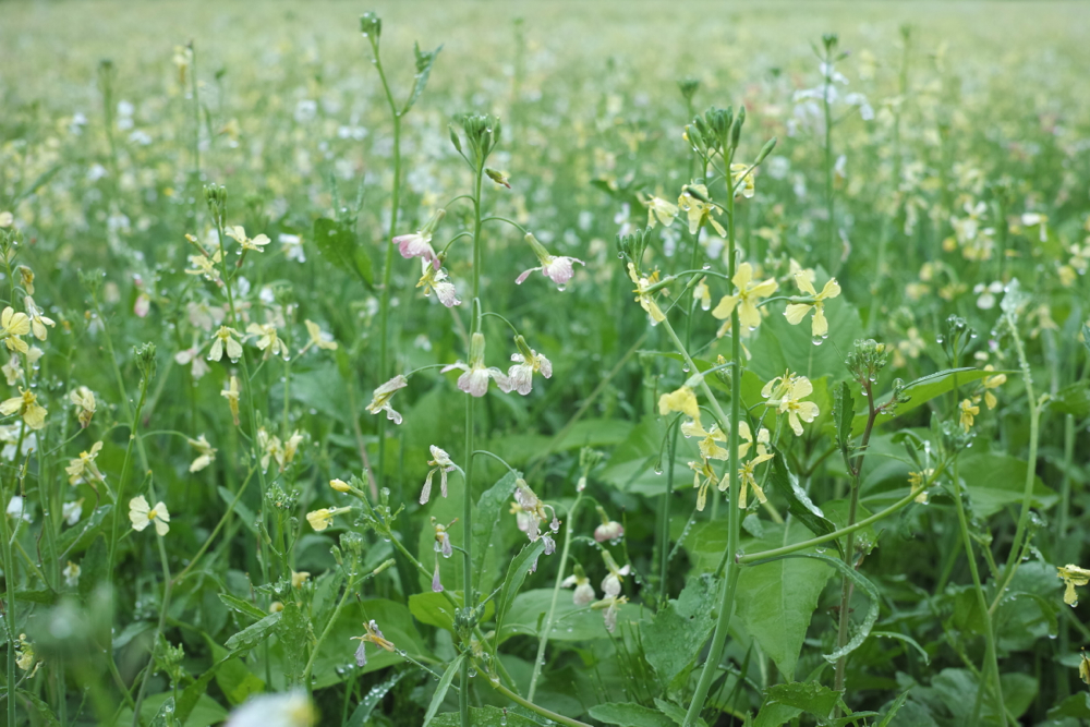 f:id:elmikamino:20130627112937j:image:w500