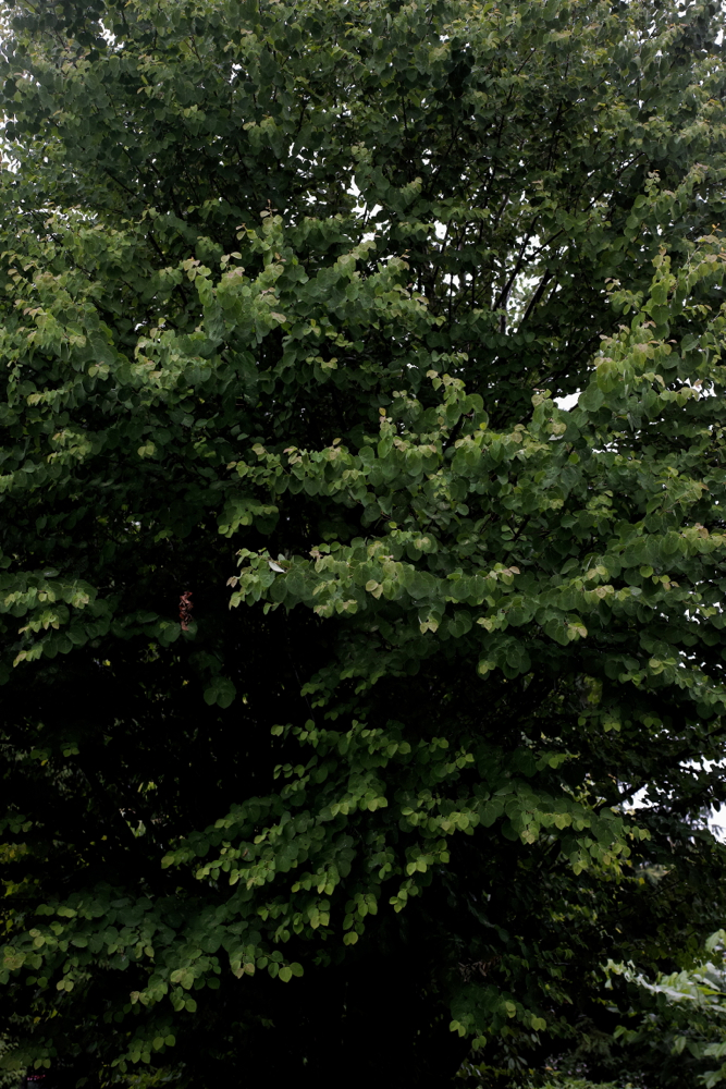 f:id:elmikamino:20130627113445j:image:h500