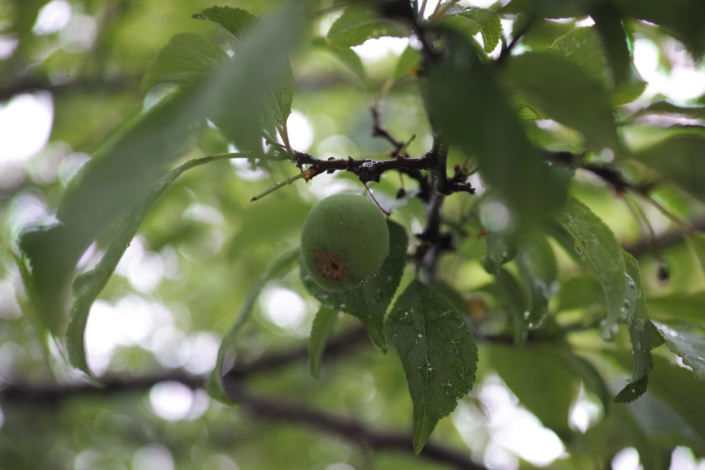 f:id:elmikamino:20130627113916j:image:w500