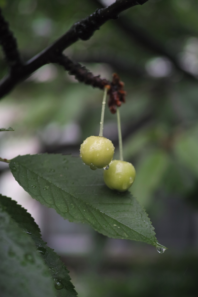 f:id:elmikamino:20130627113957j:image:h500