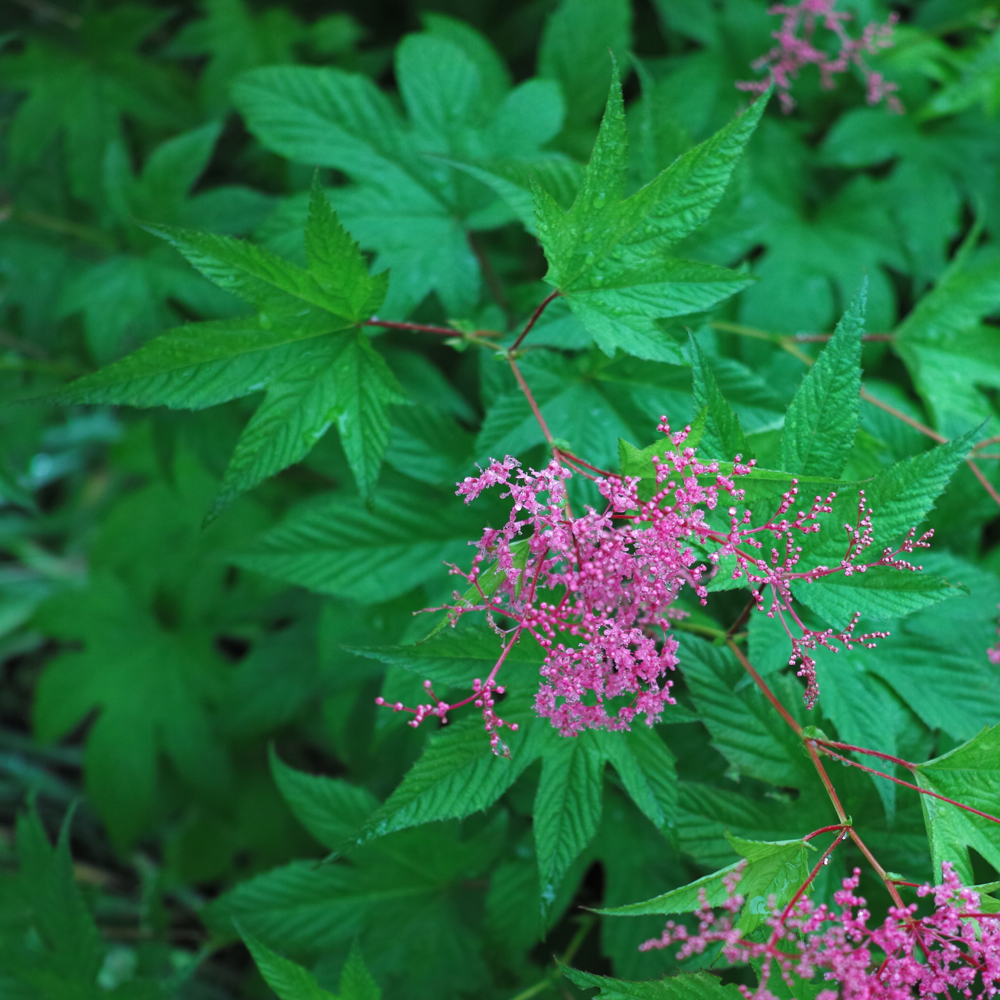 f:id:elmikamino:20130627114610j:image:w330