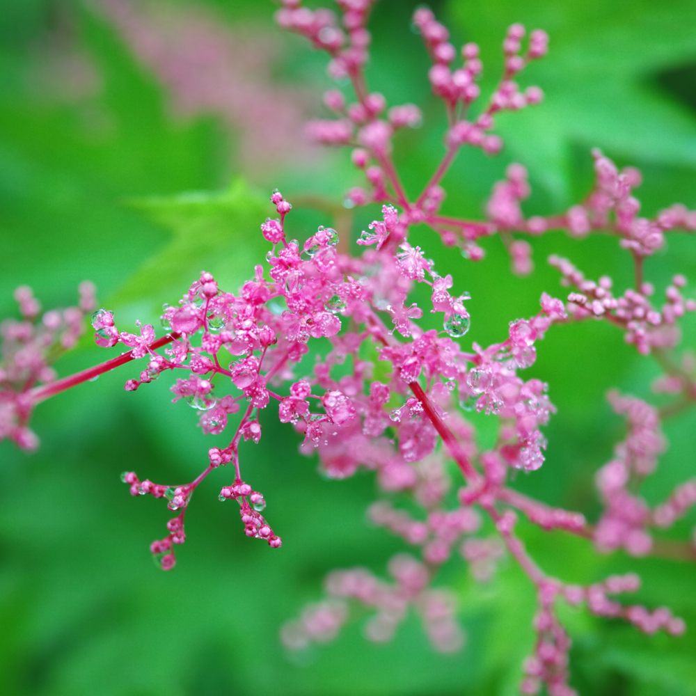 f:id:elmikamino:20130627114705j:image:w330