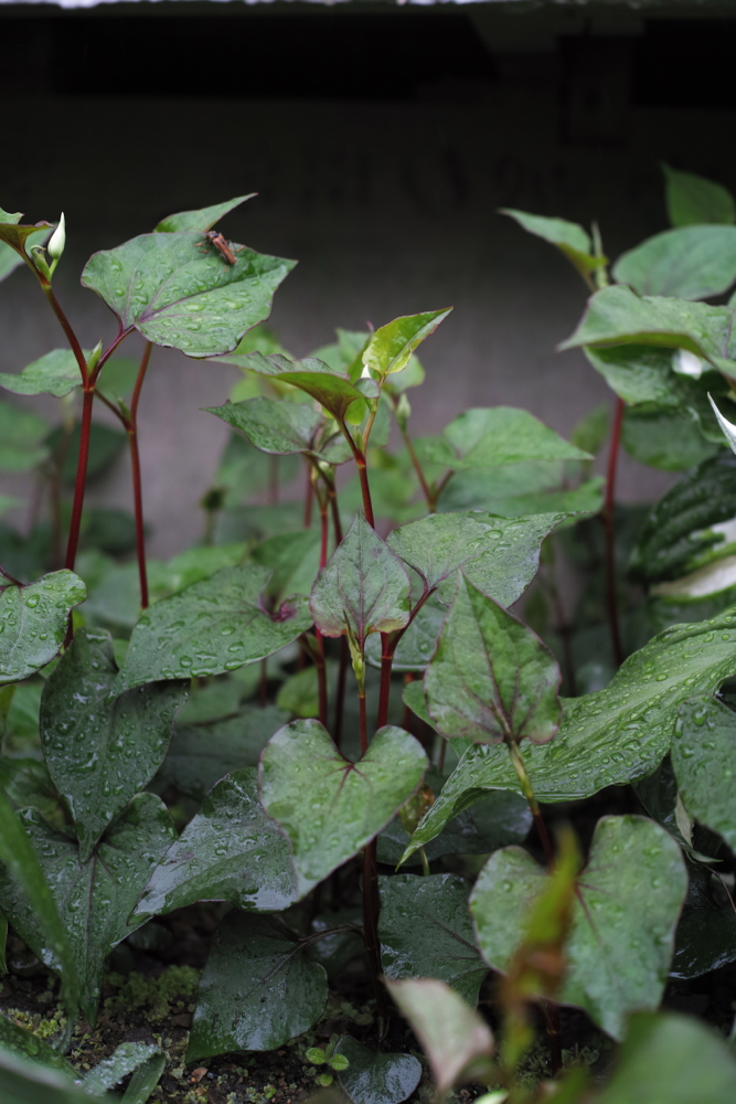 f:id:elmikamino:20130627115424j:image:h500