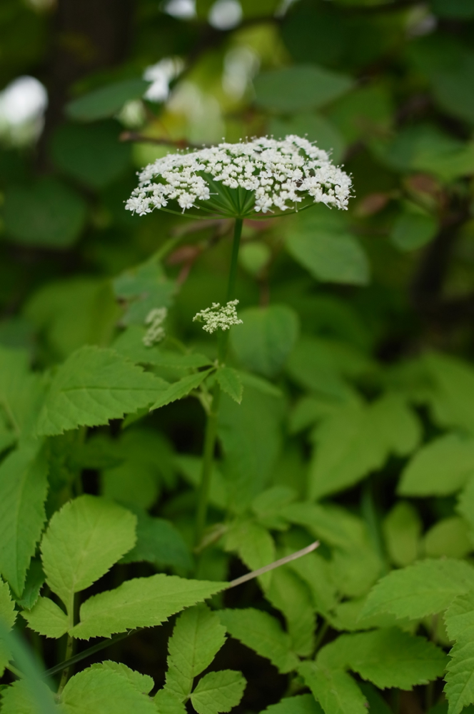 f:id:elmikamino:20130628095040j:image:h500 f:id:elmikamino:20130628095040j:image:h500