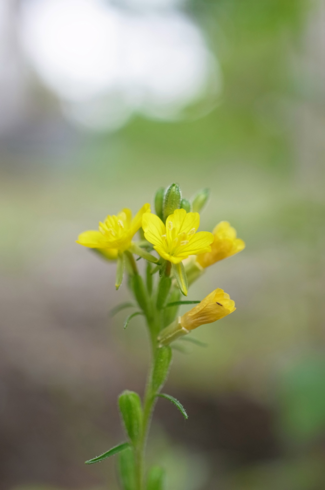 f:id:elmikamino:20130628095724j:image:h500 f:id:elmikamino:20130628095724j:image:h500