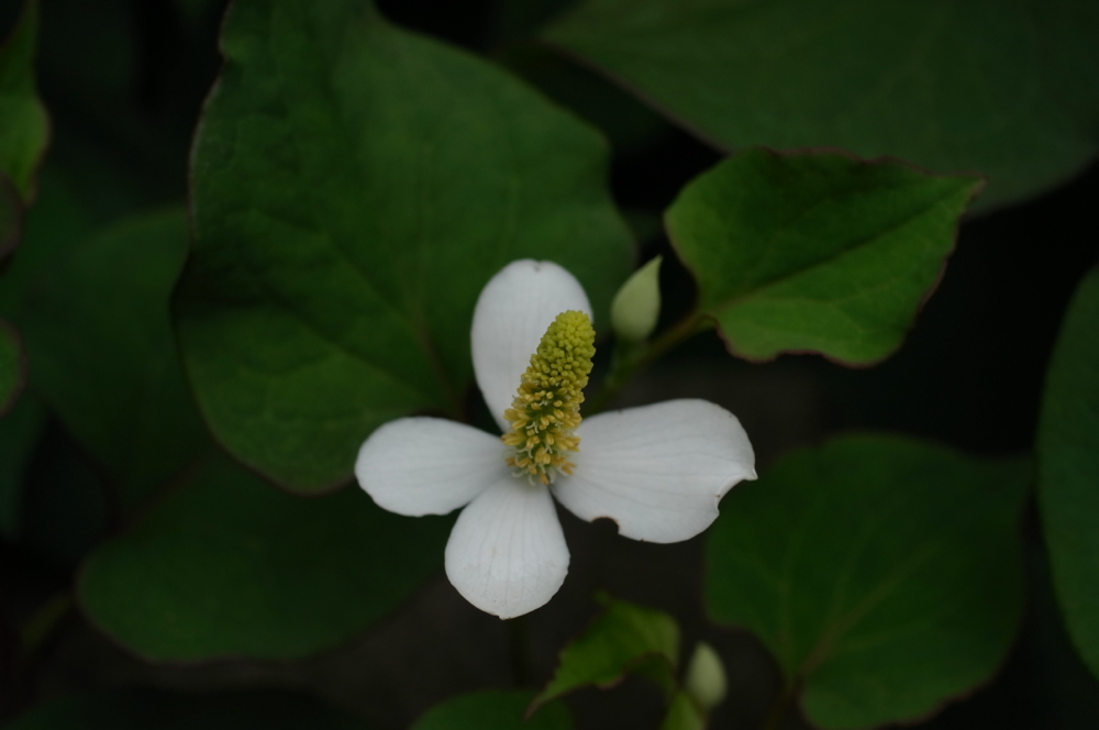 f:id:elmikamino:20130628101748j:image:w500 f:id:elmikamino:20130628101748j:image:w500