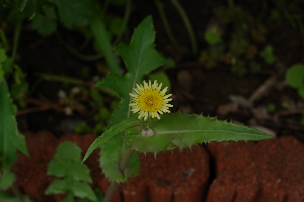 f:id:elmikamino:20130628102945j:image:w500 f:id:elmikamino:20130628102945j:image:w500