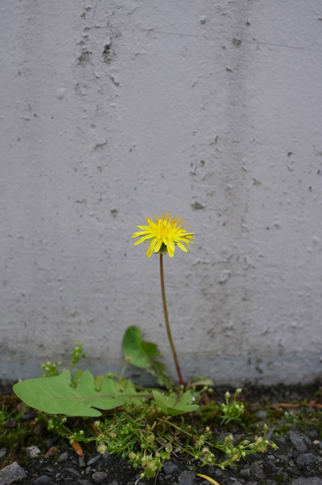 f:id:elmikamino:20130628103013j:image:h500 f:id:elmikamino:20130628103013j:image:h500