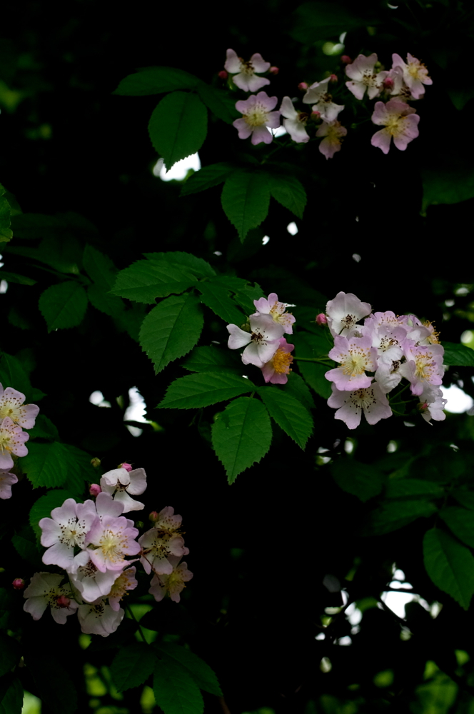 f:id:elmikamino:20130628103334j:image:h500 f:id:elmikamino:20130628103334j:image:h500