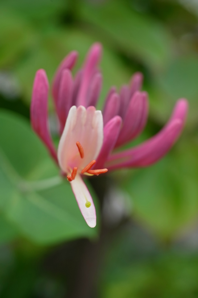 f:id:elmikamino:20130628103758j:image:h500 f:id:elmikamino:20130628103758j:image:h500