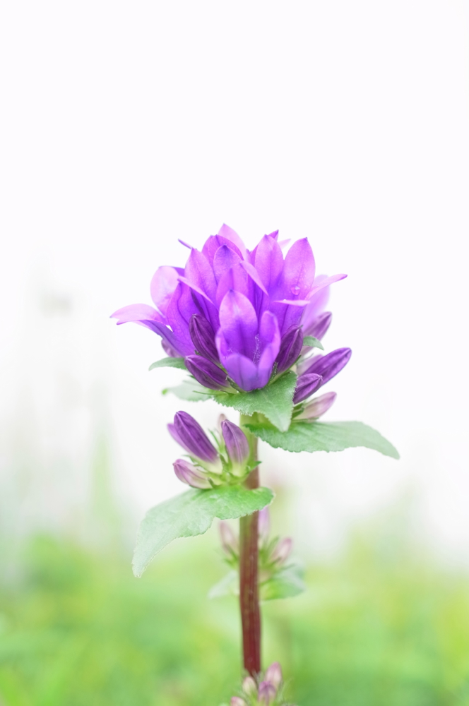 f:id:elmikamino:20130628103853j:image:h500 f:id:elmikamino:20130628103853j:image:h500