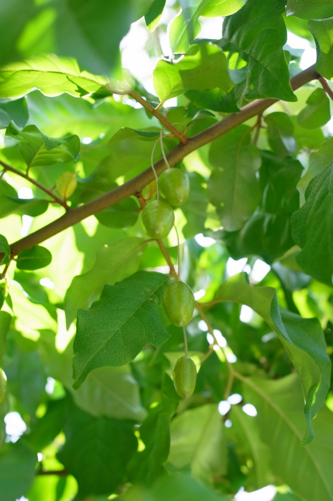 f:id:elmikamino:20130629113611j:image:h500