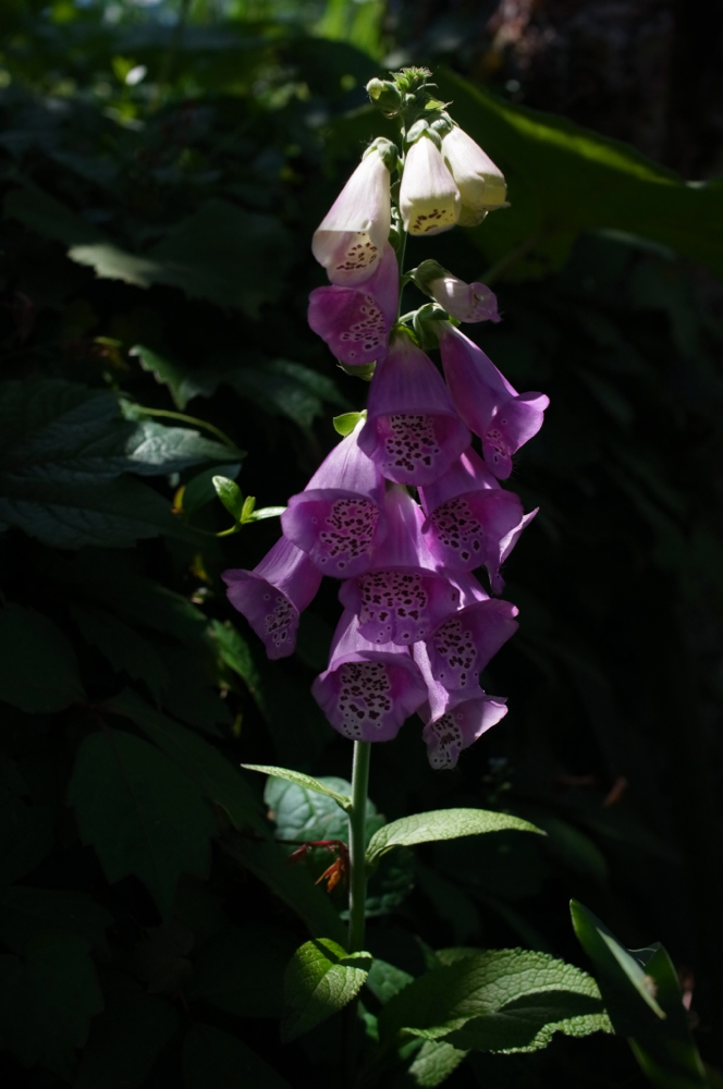 f:id:elmikamino:20130629114522j:image:h500