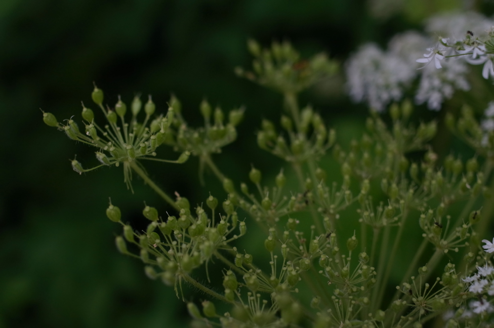 f:id:elmikamino:20130629115215j:image:w500