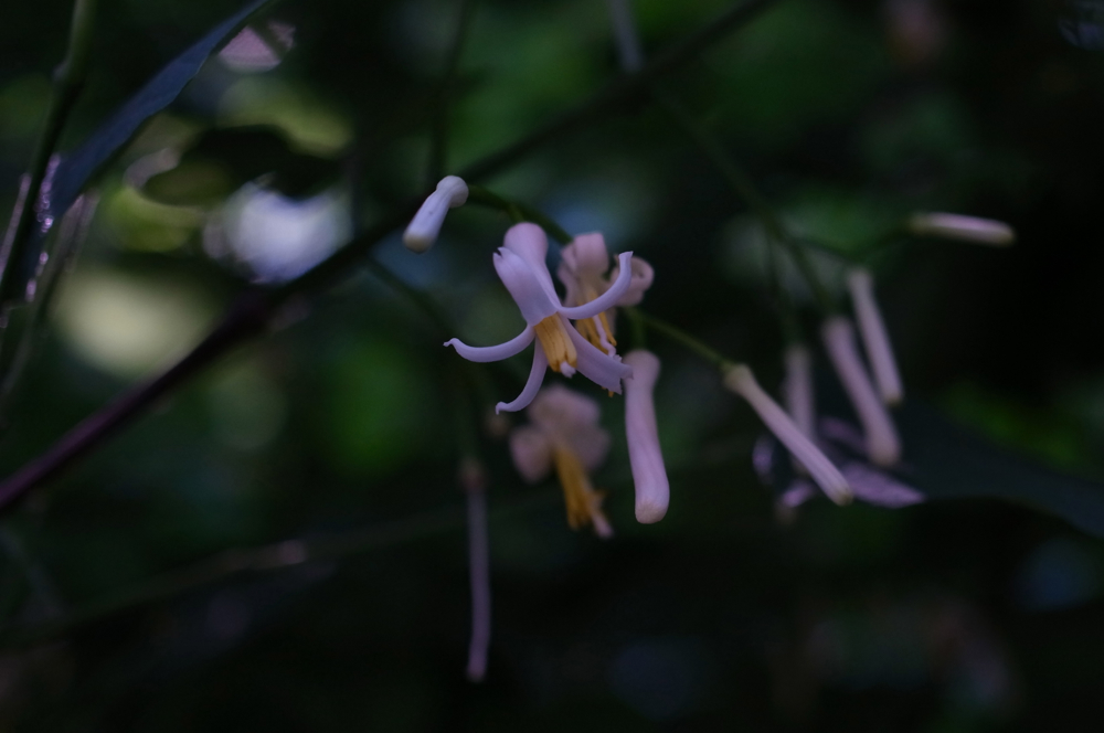 f:id:elmikamino:20130629115520j:image:w500