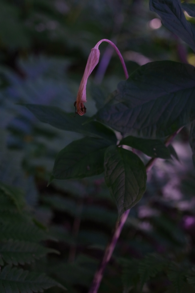 f:id:elmikamino:20130629115632j:image:h500